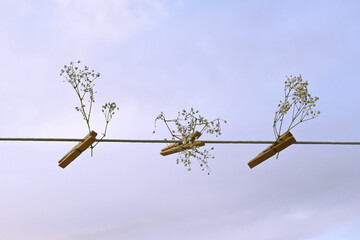 Obraz premium A minimalist and poetic still life featuring small sprigs of baby's breath (gypsophila) attached to a wire with simple wooden clothespins against a soft, blue sky background. This peaceful and artisti