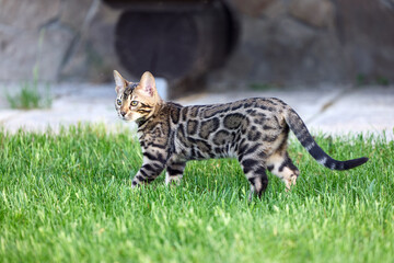A captivating image of a Bengal kitten exuding charm and tender grace