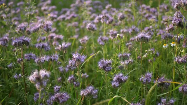 Close-up of blooming phacelia flowers swaying in the wind, with camera moving slowly along the field. Natural lighting, shallow depth of field, summer scenery.