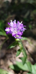 Obraz premium purple flower in the garden