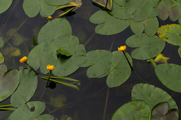 Lily pads floating over a lake surface