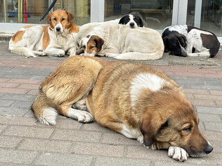 Five resting big dog outdoors