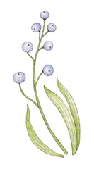 Whimsical hand-drawn berries plant with leaves in colored pencil vintage botanical style, isolated on white background, fantasy Cottagecore element for wedding, stationary, scrapbook, card, packaging