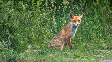 Fuchs