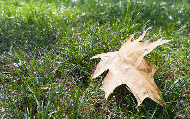 fallen oaks leafs with water drops