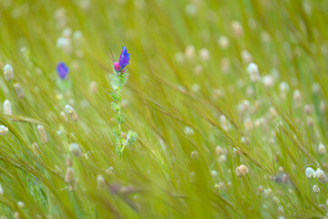 Paisaje floral primavera