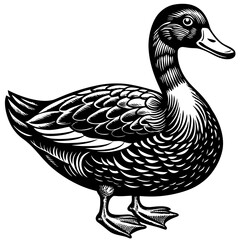 Black and White Vintage Style Duck Illustration