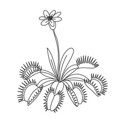 Venus Flytrap Line Art Illustration with Flower and Traps © MDMINTU