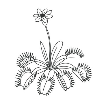 Venus Flytrap Line Art Illustration with Flower and Traps