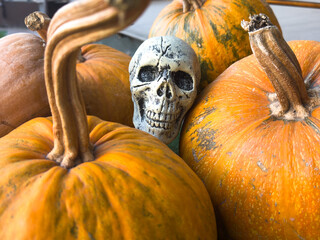  Still life for halloween skull jack o'lantern pumpkin with chrysanthemum red and blue colors 