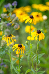 Gelbe Sonnenhut-Blumen auf einer sommerlichen Wildblumenwiese