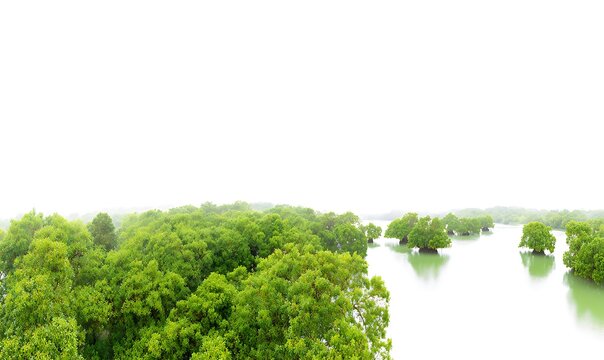 Lush greenery meeting the pale water - Powered by Adobe
