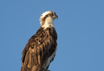 Majestic Osprey Against Blue Sky
