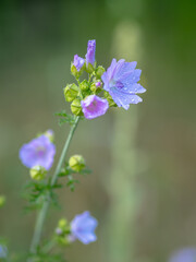 Purple wildflowers with dew drops in soft focus