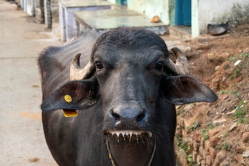 A cow with milk around its mouth on the street in the village of Alīpura, Uttar Pradesh