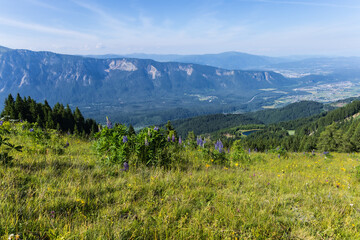 lush meadow with purple and yellow wildflowers in the foreground, overlooking a vast mountain range...