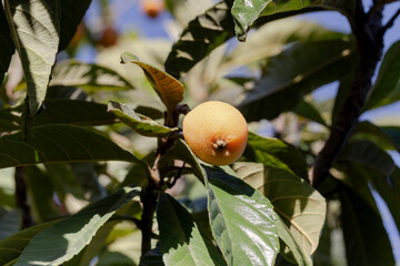 Loquat fruits growing on a branch in the garden close-up