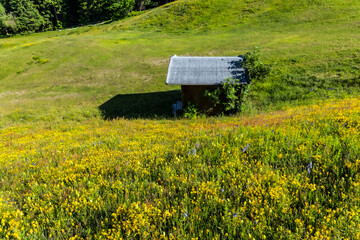small wooden shed with a metal roof on a grassy mountain hill covered in yellow and purple wildflowers, surrounded by