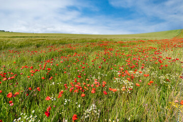 Field of poppies stretching into the distance 