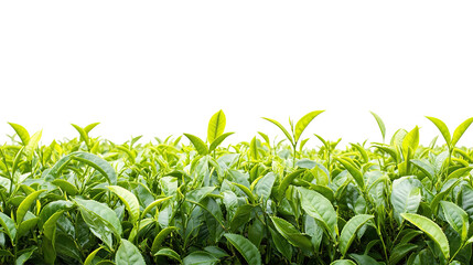 Close-up of lush green tea leaves on transparent PNG