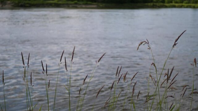 Close-up of tall grass blades growing on a riverbank with shallow depth of field. Flowing river and trees visible in the soft, blurred background. Peaceful natural summer scenery.