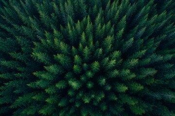 Obraz premium Dense evergreen forest from aerial perspective
