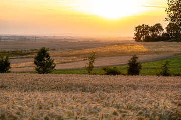 Rural landscape with wheat fields and trees at Sunset