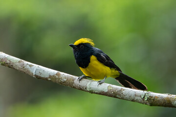 The sultan tit (Melanochlora sultanea) is an Asian forest bird with black upperparts plumage and yellow underparts, dark bill, and (depending on subspecies) a yellow or black crest. The sexes are simi
