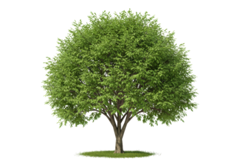 Isolated Lush Green Deciduous Tree with Grass at Base
