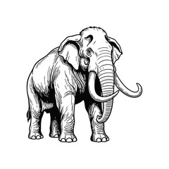 black and white elephant vector illustration on white background