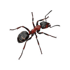 vector illustration of ants on white background