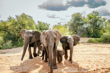African bush elephant family looking front view for water in dry riverbed in Kruger National park,...