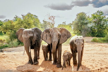 African bush elephant family looking front view for water in dry riverbed in Kruger National park,...