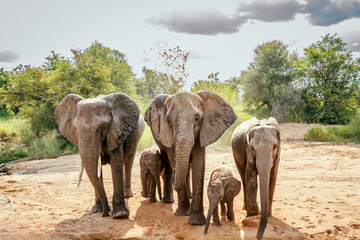 African bush elephant family looking front view for water in dry riverbed in Kruger National park,...