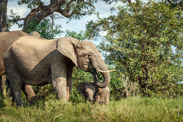 African bush elephant with calf eating grass in Kruger National park, South Africa ; Specie...