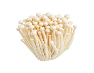  Beech mushroom isolated on Transparent background