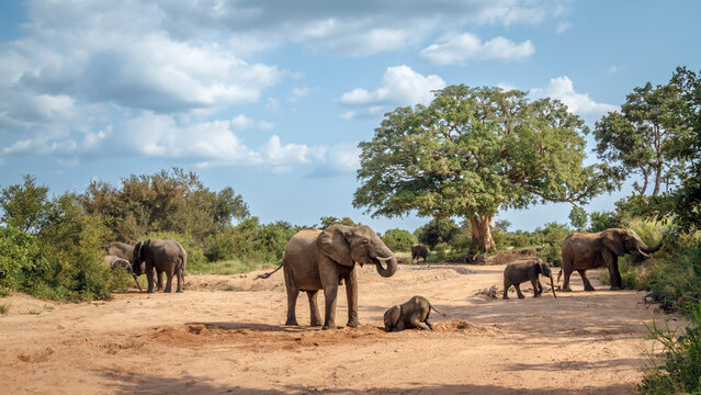 African bush elephant group with calf walking in dry riverbed in Kruger National park, South Africa ; Specie Loxodonta africana family of Elephantidae