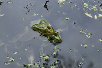Prokreacja żab. © Studio Roslyn