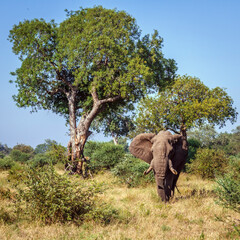 African bush elephant big tusker walking in savannah in Kruger National park, South Africa ; Specie...