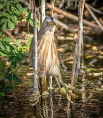 Little bittern, Ixobrychus minutus. A bird sits on two reed stalks above the water
