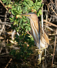 Little bittern, Ixobrychus minutus. A bird sits on a reed above the water, waiting for prey