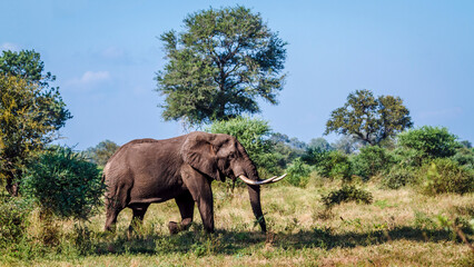 African bush elephant big tusker walking in savannah in Kruger National park, South Africa ; Specie...