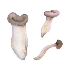 Oyster mushroom fungus pleurotus hiratake shoehorn. Autumn forest harvest, vegan cooking edible raw ingredient. Single element hand drawn in watercolor. Wild food market, cookbook recipe menu cards