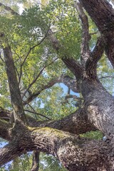 Looking Up at a Majestic Tree – Branches and Leaves in Natural Light