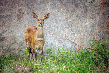 Cape bushbuck in Kruger National park, South Africa ; Specie Tragelaphus sylvaticus family of Bovidae