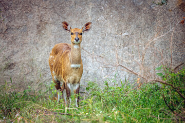 Cape bushbuck in Kruger National park, South Africa ; Specie Tragelaphus sylvaticus family of Bovidae