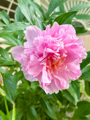 Obraz premium Cluster Of Pink Double Peony Blooms Nestled In Green Foliage