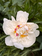 White Peony Bloom with Pink Yellow Stamen Green Leaves Background