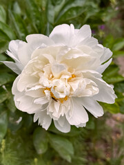 White Peony Bloom with Pink Yellow Stamen Green Leaves Background