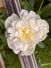 White Peony Bloom with Pink Yellow Stamen Green Leaves Background